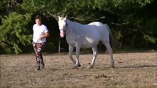 DREA Imnaha Ladyhawk  2007 Triple Homozygous ApHC Mare  World Champion Producer [upl. by Feinleib248]