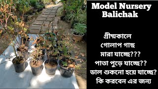 How To Save Rose Plant Leaf Burn Chlorosis Dieback Problem At Home Rose Plant Summer Care [upl. by Brunn]