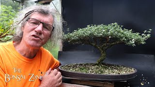 Preparing My Serissa for the Bonsai Shows Part 1 The Bonsai Zone Aug 2024 [upl. by Hammad]