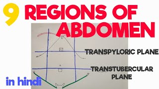 Regions of Abdomen  Transpyloric Plane  Transtubercular Plane  Abdomen [upl. by Adnema814]