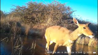 Bushbuck ewe crossing stream 1  John Power  NW Govt Biodiversity [upl. by Nosyk406]