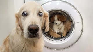 DOG MEMES amp FUNNY VIDEOS To Bring You Joy [upl. by Iredale145]