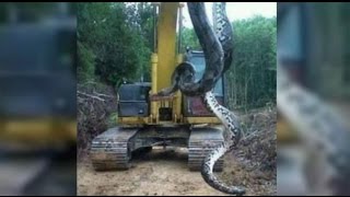 Anaconda  Giant snake found in Brazil  Cobra de 10 metros encontrada no Pará [upl. by Enriqueta]