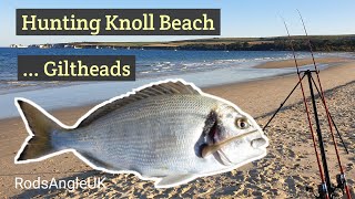 HUNTING KNOLL BEACH GILTHEADS [upl. by Benjy]