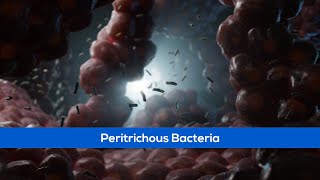 Peritrichous Bacteria  Scientific Animations [upl. by Alfy]