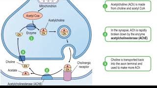 Acetylcholinesterase enzyme  biological function  regulation inhibition  Donepezil mechanism [upl. by Ainnek]