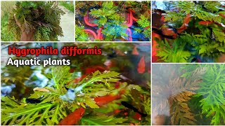 My Outdoor Hygrophila difformis aquatic plants tank  Hygrophila difformis aquatic plants [upl. by Hurless405]