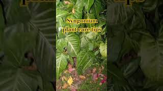 Syngonium plant care tips ☘️🍀 🌱👌🏻💚 syngonium indoorplants viralvideo [upl. by Harilda]