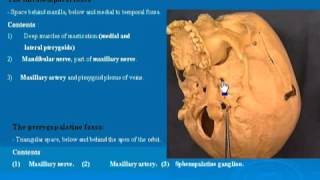 31 Infratemporal amp Pterygopalatine fossa تشريح أحمد كمال [upl. by Ordnassela]