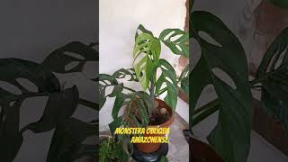 Monstera oblíqua plantas folhagensshortesyoutube [upl. by Montgomery444]