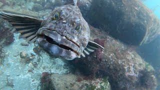 Attacked by lingcod Edmonds Puget Sound diving [upl. by Sophy]