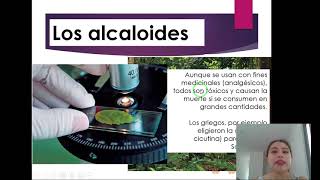 ALCALOIDES Y AMINAS BIOLOGICAS EN NUESTRO CUERPO [upl. by Jovita]