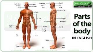 Parts of the body in English  Learn English Vocabulary [upl. by Nylirrej954]