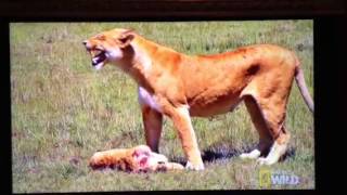 Lioness Loses Cub [upl. by Arhez150]