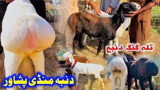 Dumba Mandi Peshawar 2024  Sarband Mandi  Big turkey balkhi dumba prices [upl. by Itra]