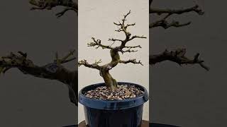 Brazilian Rain Tree Bonsai Tree adityastinytrees [upl. by Jabin]