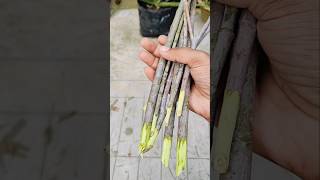 Grow oleander plant from cuttings shorts garden gardening ytshorts [upl. by Adnawyek]