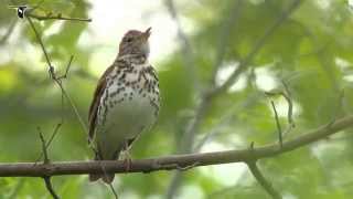 Wood Thrush singing [upl. by Urina]