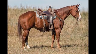 🔹Lot 297 WATCH THE JOE SHOW🔹💥Pitzer Ranch 2023 Spring Sale💥 [upl. by Iraam]