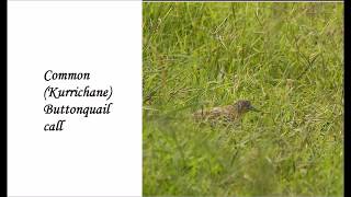 Common Buttonquail call [upl. by Kirad884]