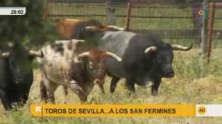 Toros Miura en los San Fermines [upl. by Hasen]