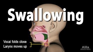 Mechanism of Swallowing Animation in Child model [upl. by Volnak]