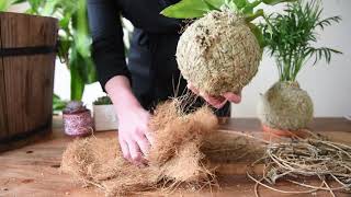 How to Repot a Kokedama [upl. by Lorenza687]