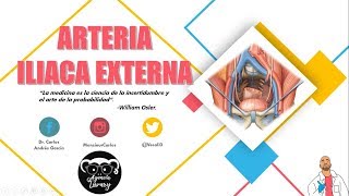 Anatomía  Arteria Iliaca Externa Origen Trayecto y Relaciones Ramas Colaterales [upl. by Jacquelyn]