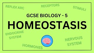 GCSE Biology Topic 5  Homeostasis and Response  Science Revision in under 10 Minutes [upl. by Erbma]