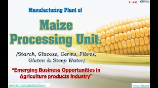 Manufacturing Plant of Maize Processing Unit Starch Glucose Germs Fibres Gluten amp Steep Water [upl. by Ateloiv]