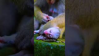 Most adorable baby monkey in Sovana Family 65 [upl. by Gluck]