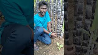 Moring Biology🧬 Adventitious Root🌱Saccharum officinarum🧬shorts trending fun funnyvideo biology [upl. by Wylie]