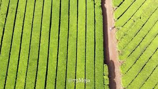 Kericho Tea Plantations Kenya  4K Drone [upl. by Tiraj]