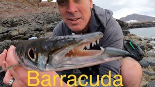 Lanzarote lure fishing for Barracuda Canary Islands in January [upl. by Eyot]