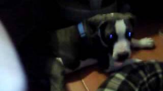 Blue nose Razor edge pitbull [upl. by Lil47]