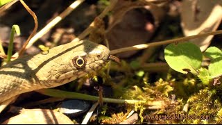 Ardèche  La couleuvre vipérine Part 1 [upl. by Ycnaffit]