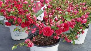 Chaenomeles Double Take™ Pink Storm  Japanese Quince [upl. by Voleta629]