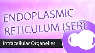 Intracellular Organelles Smooth Endoplasmic Reticulum SER [upl. by Holmen]