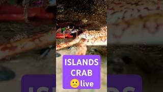 Island crabs🦀islandtravel islandgetaway [upl. by Atlas]