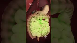 How Pills Are Absorbed in Your Body shorts viralvideo  creativelearning3d [upl. by Chappelka]