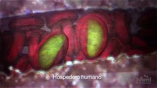 Malaria Mosquito hospedero  Video HHMI BioInteractive [upl. by Nali]