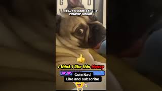 Is Heavy the Simplest Class 🤔😂 cat pets funnypets [upl. by Glen]