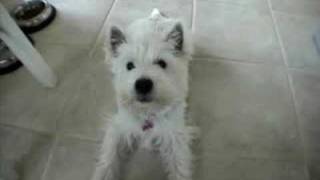 Talking Westie pup says Mama [upl. by Ylrebmyk]