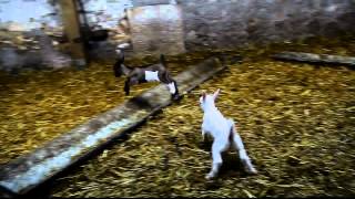 video des ptits chevreaux [upl. by Klaus]