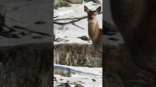 Wapiti Wonders Unveiling Surprising Insights About North Americas Majestic Elk [upl. by Hcahsem]