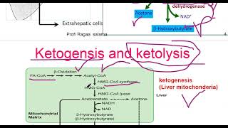 Ketogenesis and ketogenolysis L 39 [upl. by Shear]