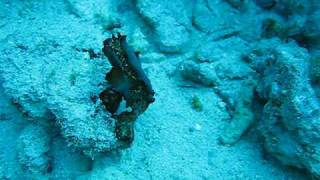 2 flatworms mating underwater [upl. by Neerbas]