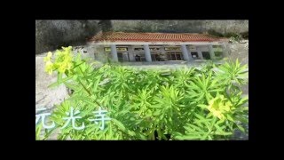 介紹藥用植物及認識民間青草藥ˋ大甲草，五虎下山 [upl. by Greggory321]