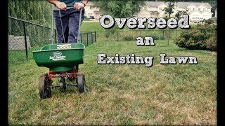 How To Overseed An Existing Lawn  Fall Lawn Renovation and Overseeding Step 4 [upl. by Weisbrodt]