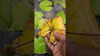 Tropical Waterlily Flower Plant Propagation By Leafs waterlily  in terrec garden [upl. by Eelnyl]